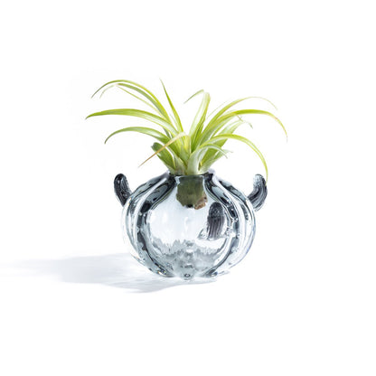 CACTUS small - Porta piante in vetro - SBAM - Casa e giardino