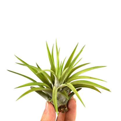 Tillandsia - ABDITA - SBAM -