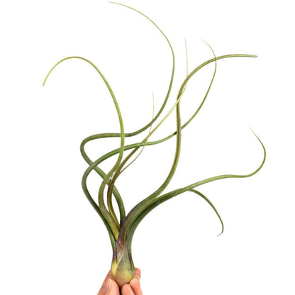 Tillandsia - BAILEYI - SBAM -