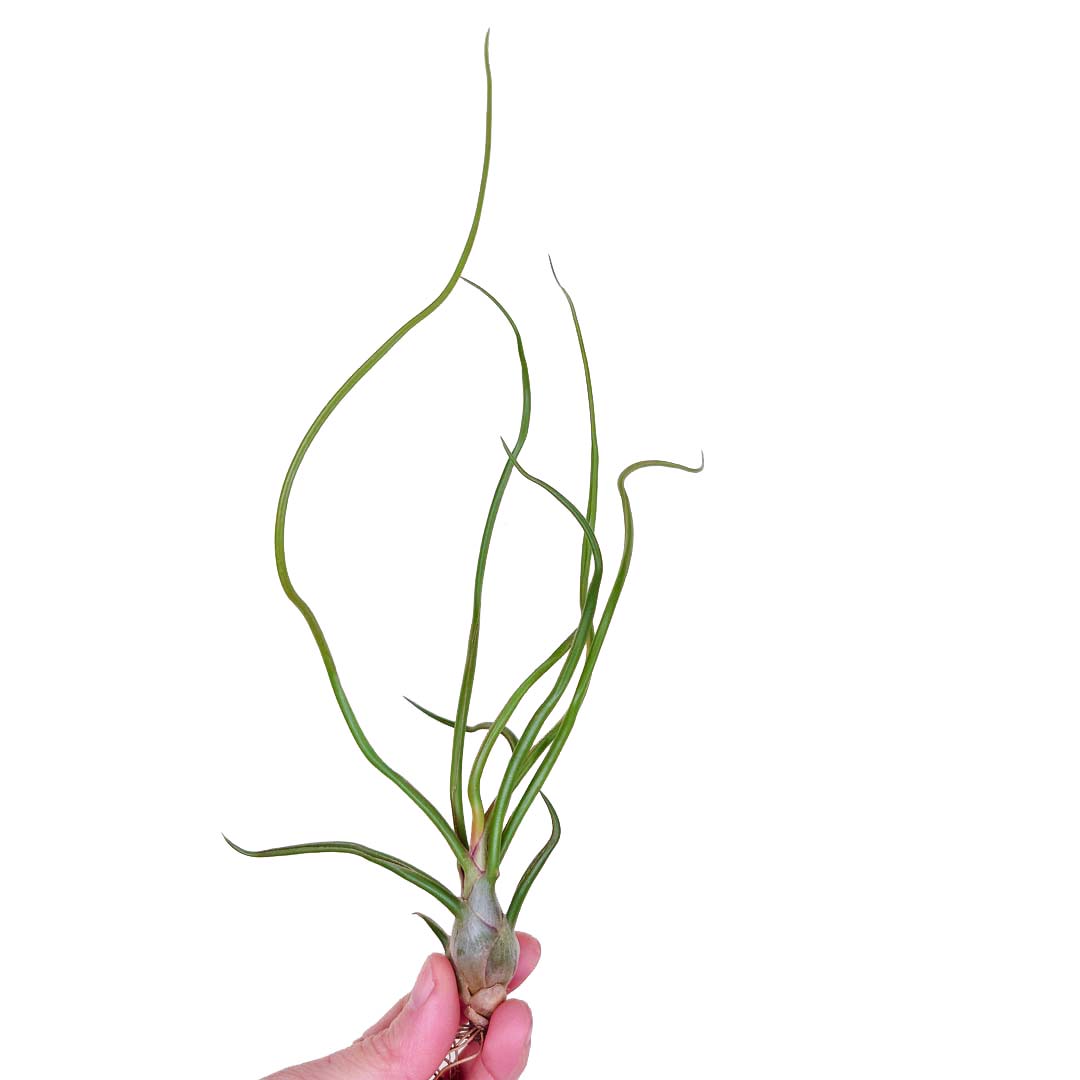 Tillandsia - BULBOSA - SBAM -