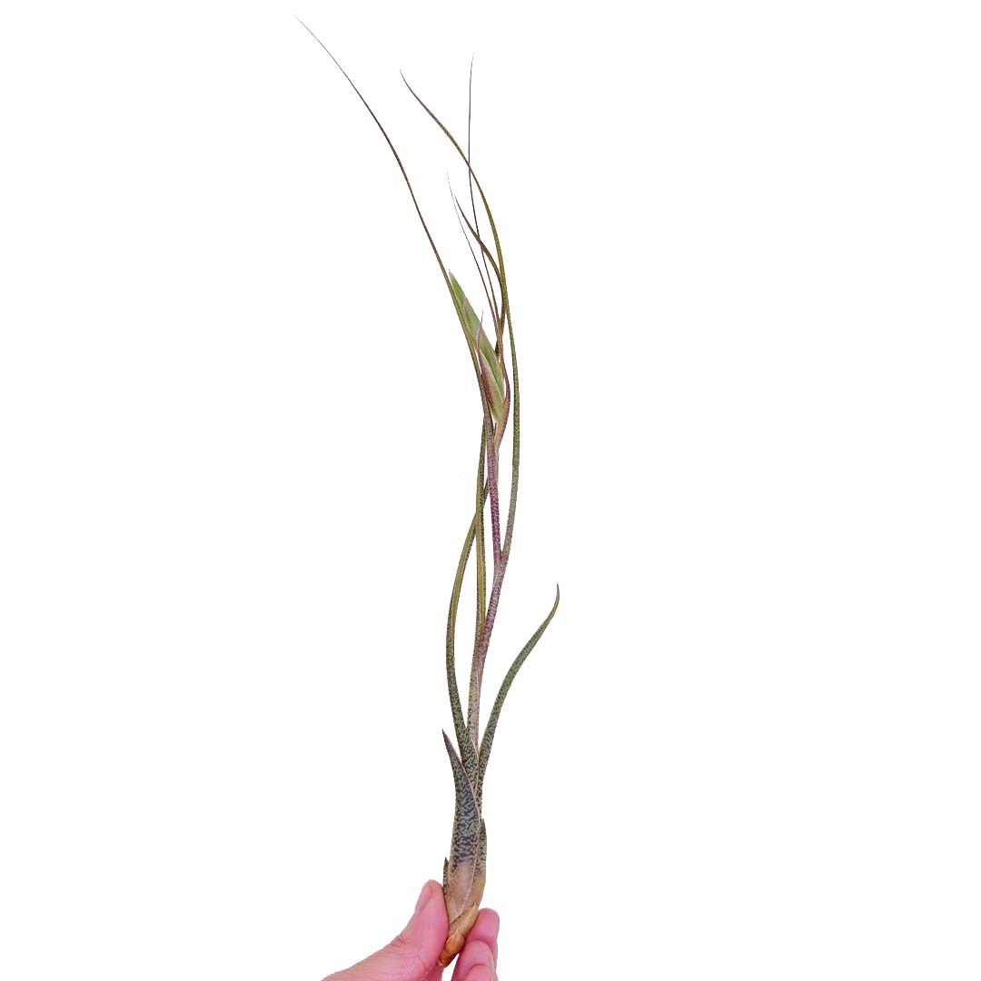 Tillandsia - BUTZII - SBAMGLASS -