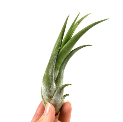 Tillandsia - CIRCINATA - SBAM -