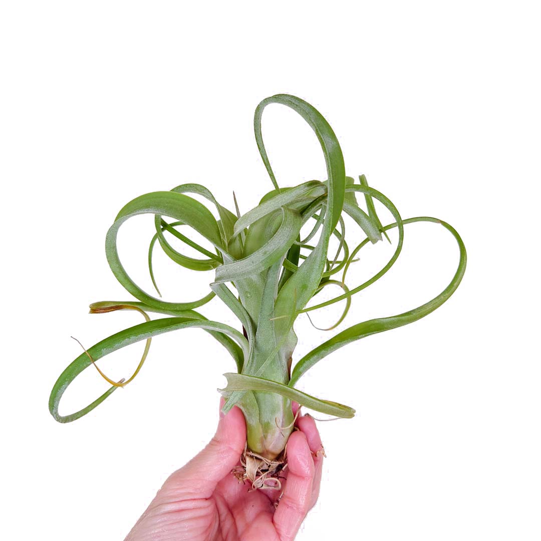 Tillandsia - CURLY SLIM - SBAM -