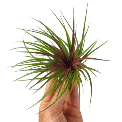 Tillandsia - RAINFOREST RED - SBAMGLASS -