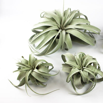 Tillandsia - XEROGRAPHICA - SBAM -